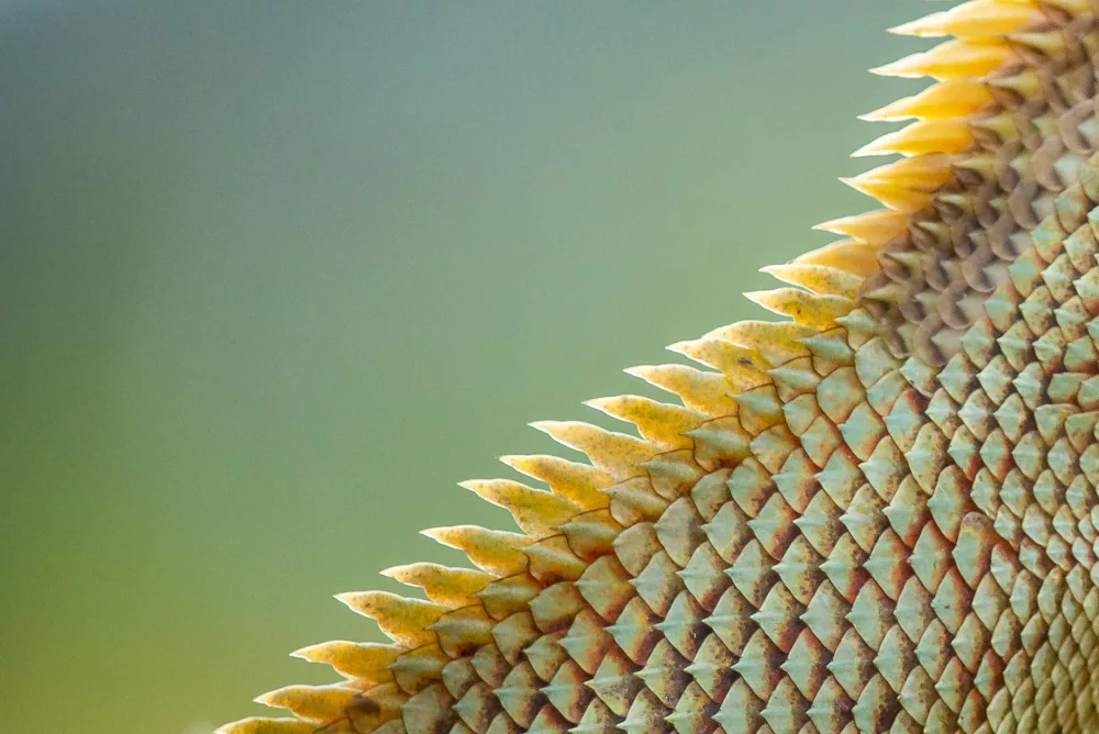 The Remarkable Anatomy and Function of Lizard Skin: An Evolutionary Marvel