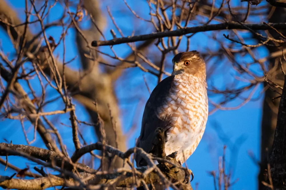 The Cooper's Hawk: An Up-Close Look at North America's Agile Avian Predator